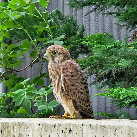 Hey Spreewald Ferienapartments شقة